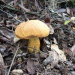 Что это такое - грибы?