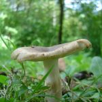 Сбор грибов летом