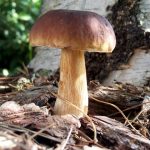 Какого возраста собирать грибы