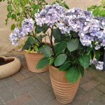 hydrangea-591749_640